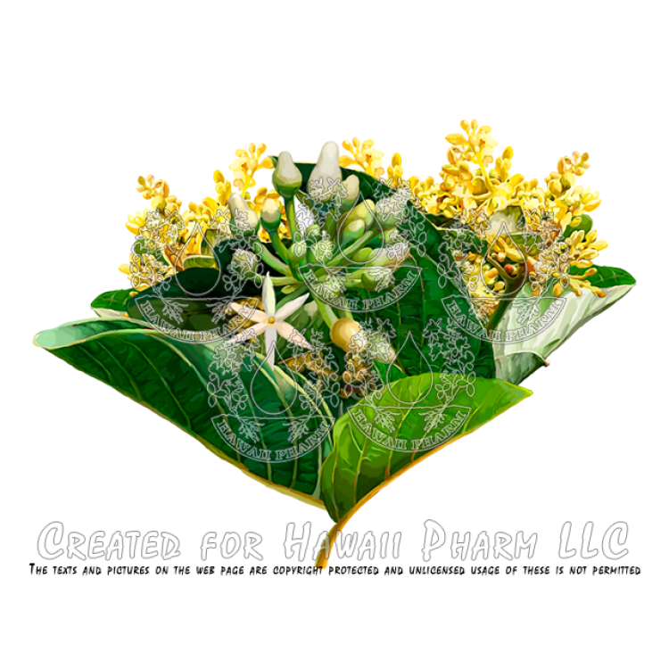 Muira Puama AlcoholFREE Liquid Extract, Organic Muira Puama